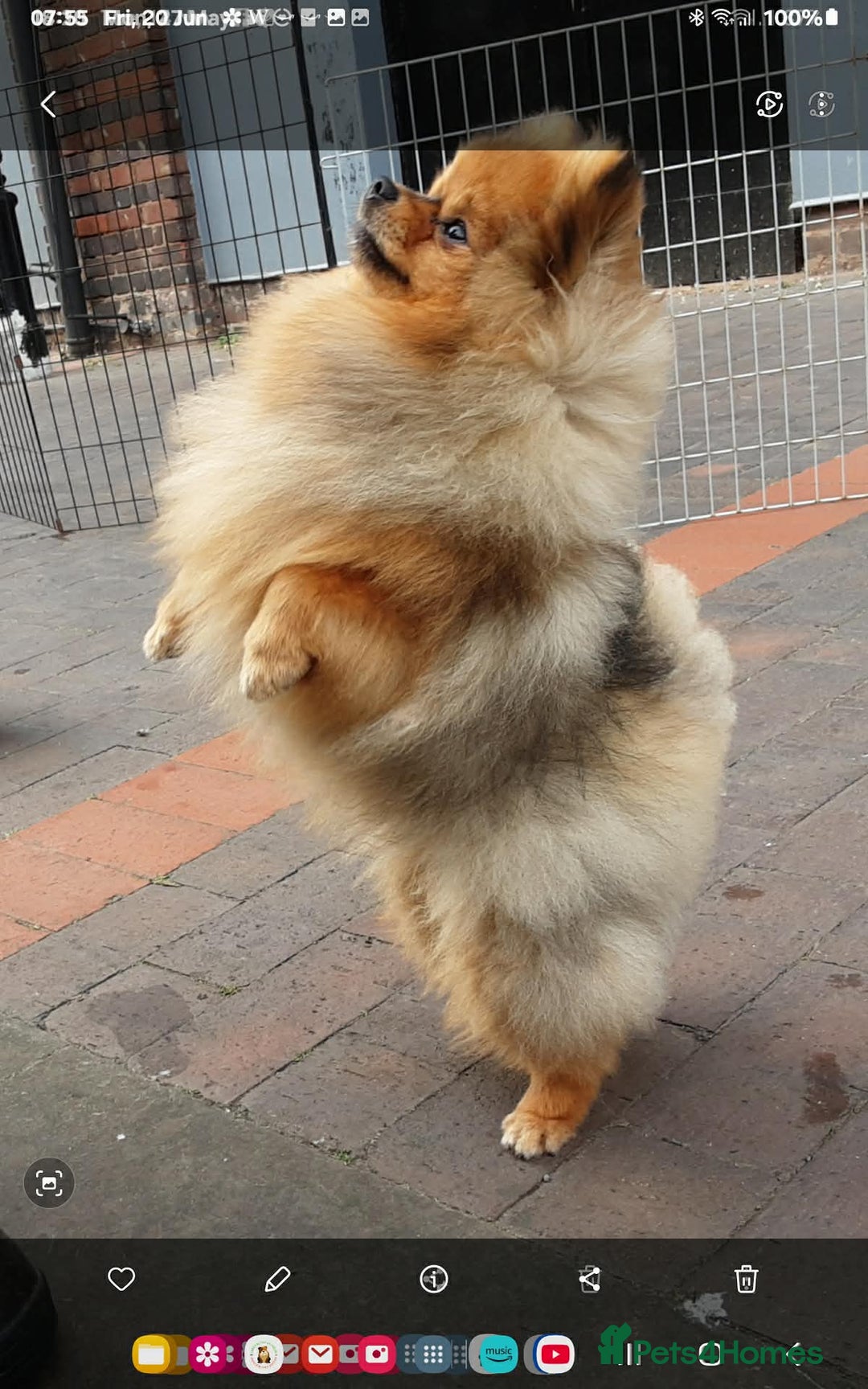 Pomeranian dogs for sale: Tiny toy size parti-Pomeranian 8 weeks ready now - Advert 12