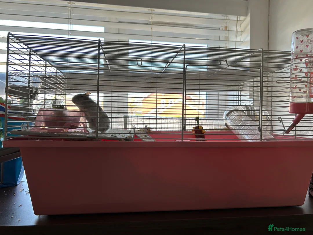 Hamster rodents for sale: female hamster  in Gloucester - Advert 2