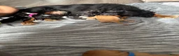 Cavalier King Charles Spaniel dogs for sale: Full Breed Cavalier King Charles Spaniels  - Advert 6