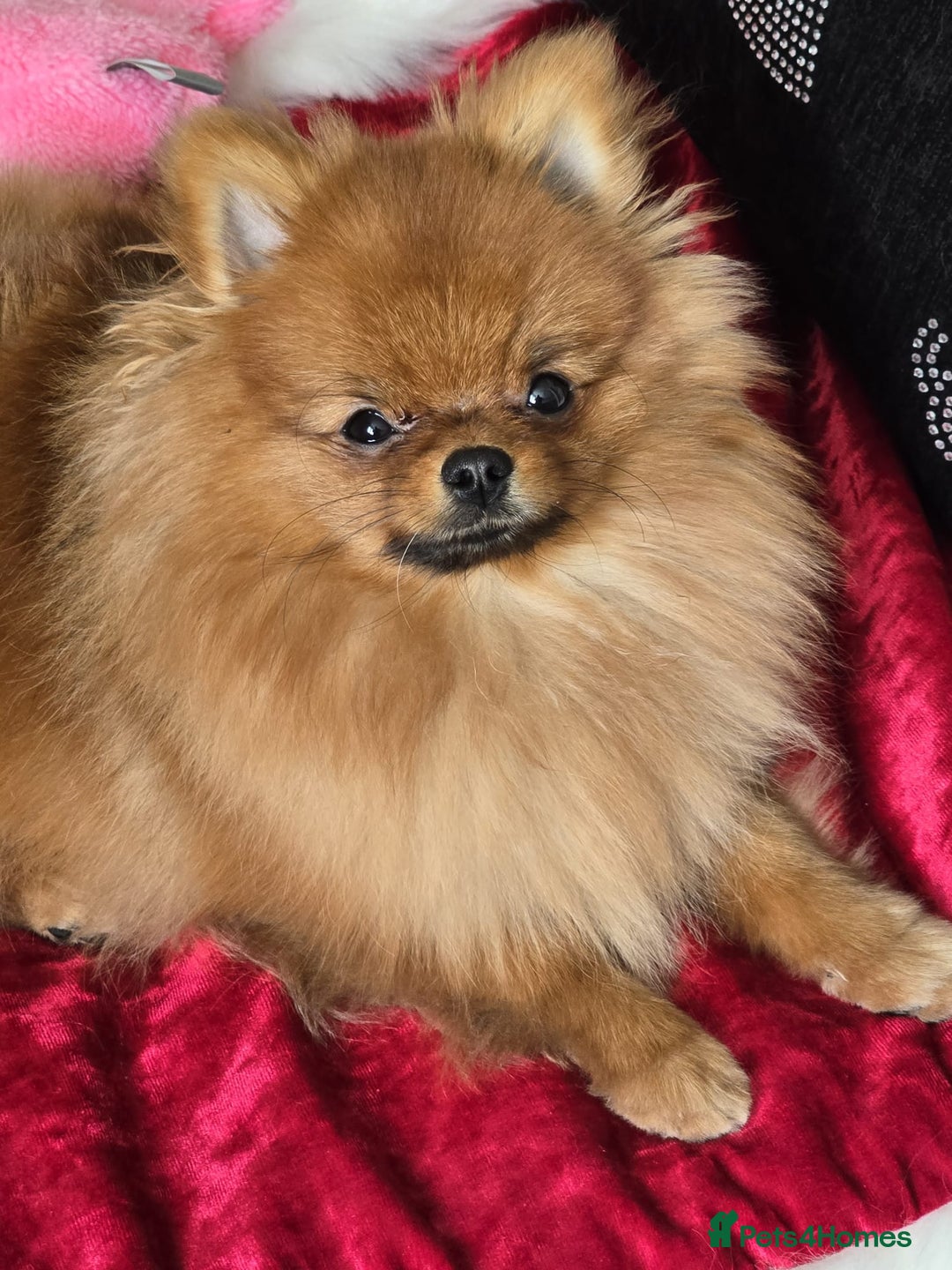 Pomeranian dogs for sale: Beautiful Pomeranian female - Advert 6