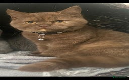 British Shorthair cats for sale: Active gccf queen British Shorthair  - Image 2