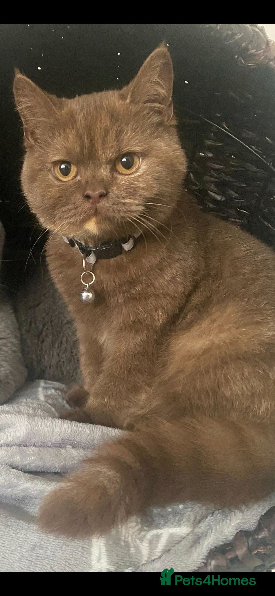 British Shorthair cats for sale: Active gccf queen British Shorthair  - Image 2