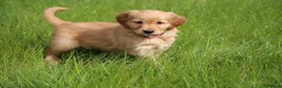 Golden Retriever dogs for sale: KC Registered Working Golden Retriever Puppies - Advert 5