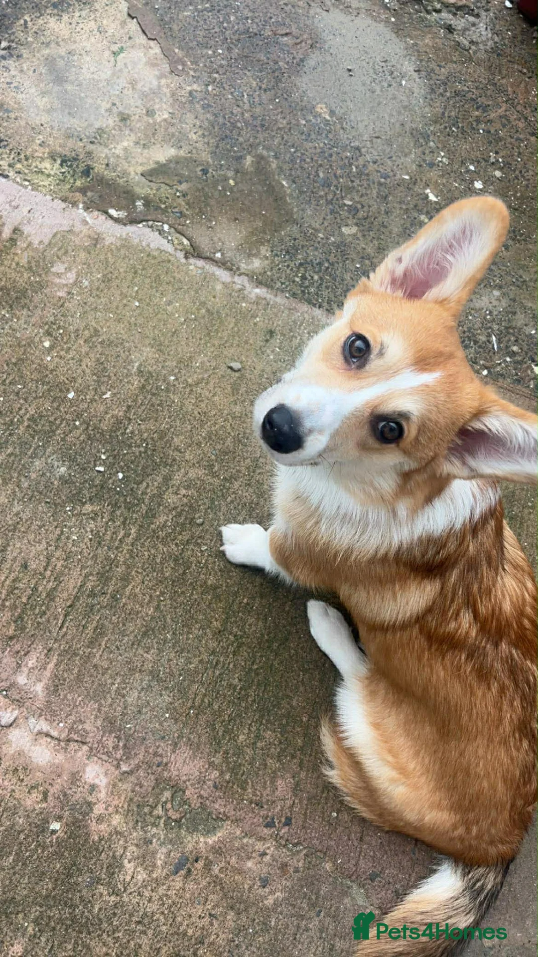 Welsh Corgi Pembroke dogs for sale: Welsh Pembrokeshire corgi  - Advert 2