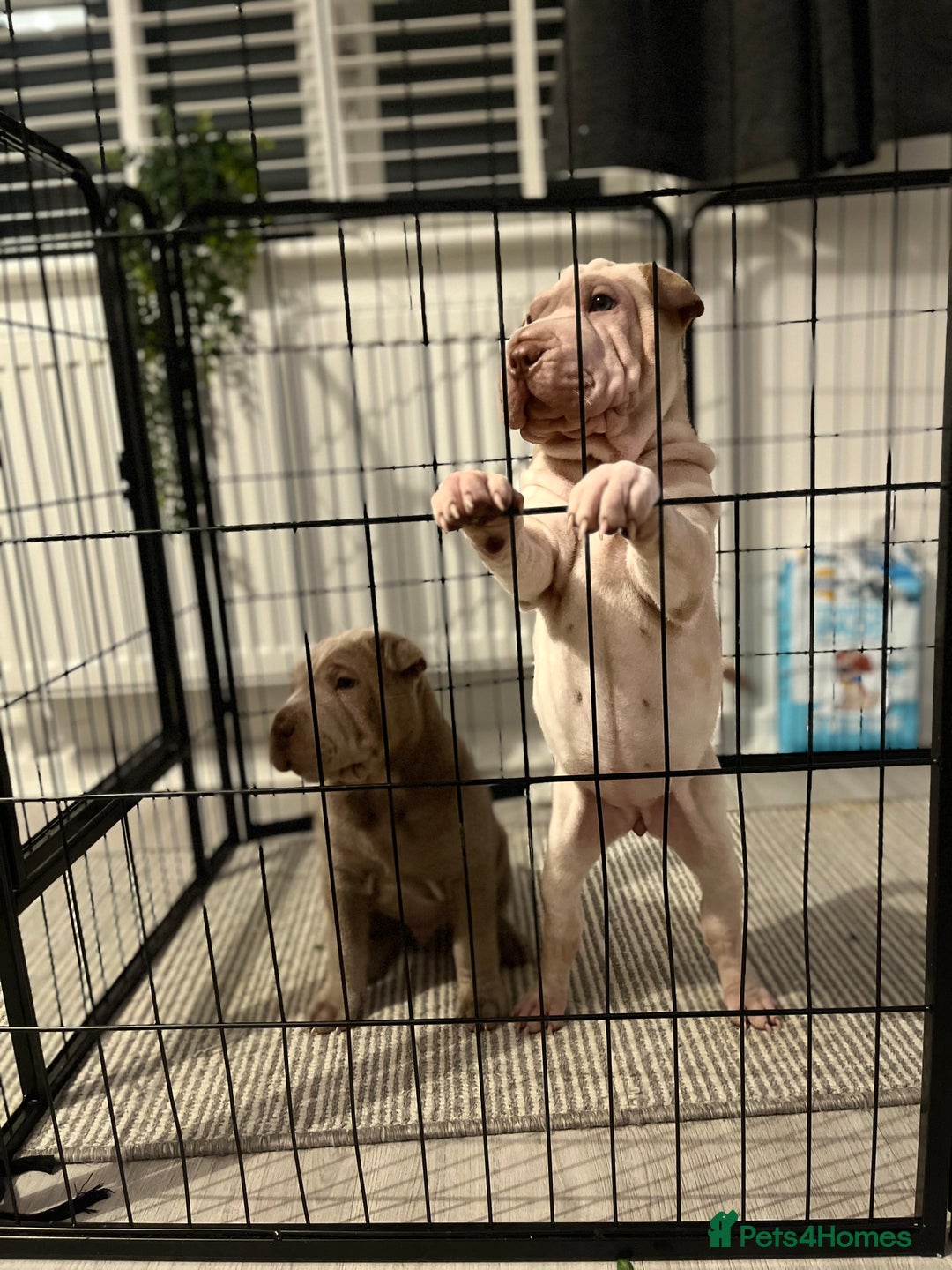 Shar Pei dogs for sale: Sharpei puppies - Advert 7