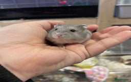 Hamster rodents for sale: Pedigree sapphire winter white hamsters  - Image 1