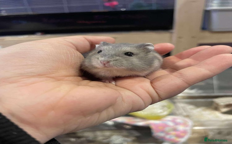 Hamster rodents - Advert 12