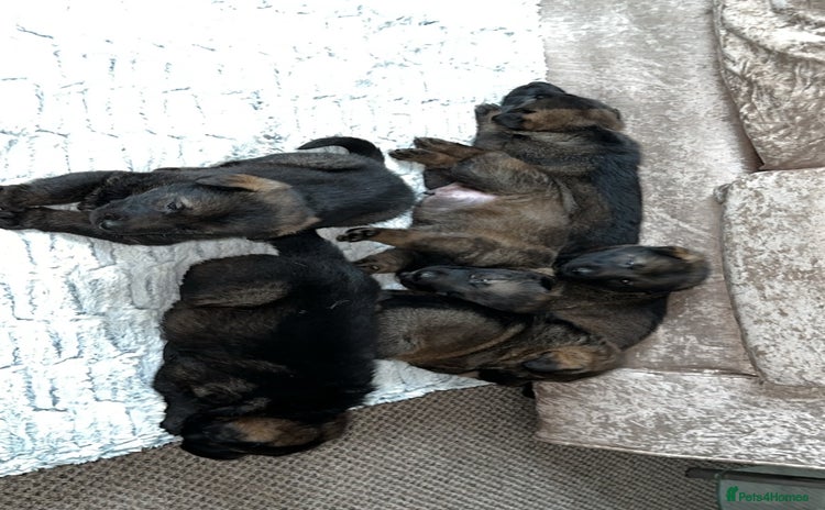 German Shepherd dogs - Advert 16