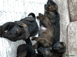 German Shepherd dogs - Advert 18