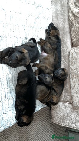 German Shepherd dogs - Advert 16