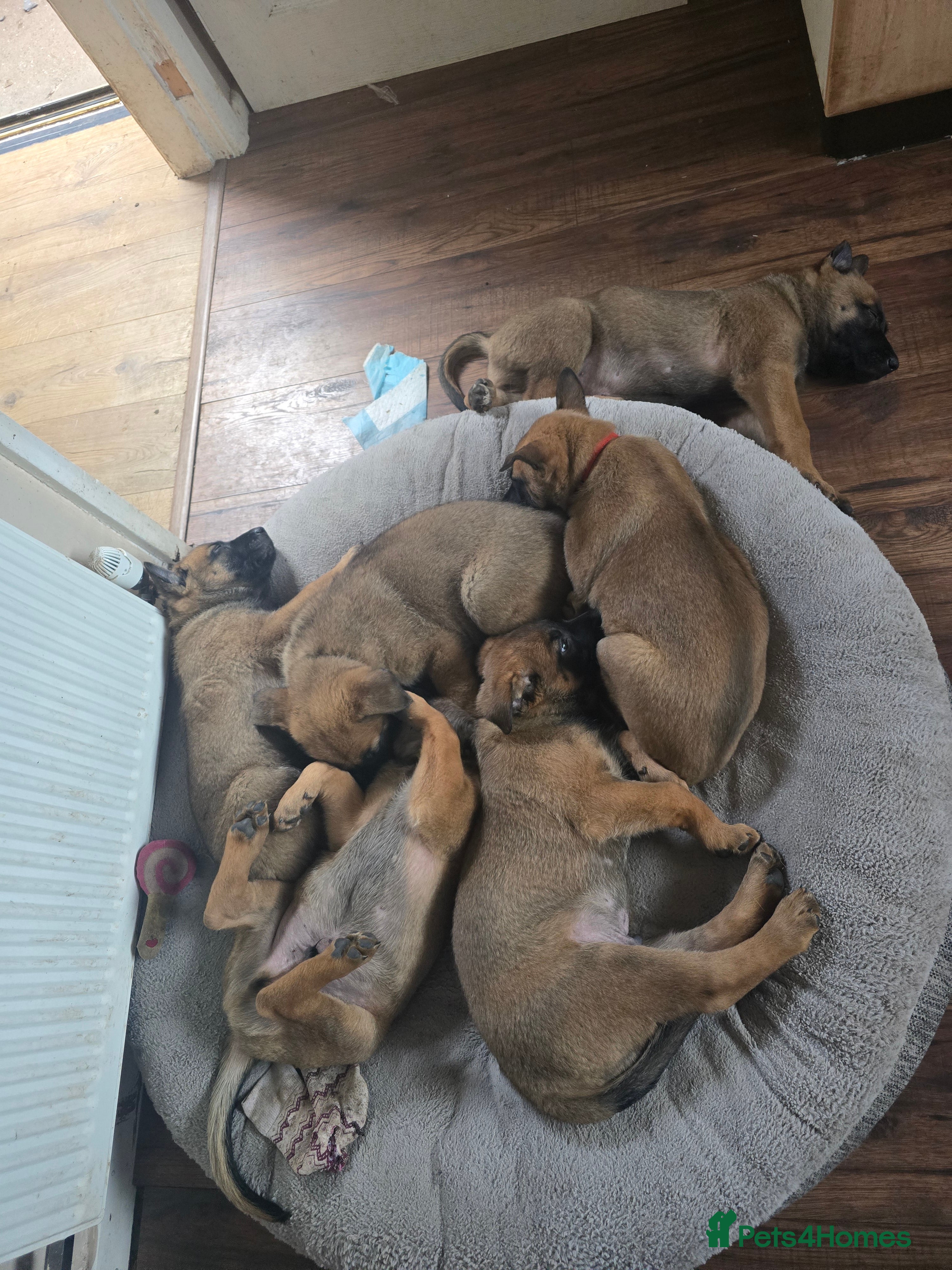 Belgian Shepherd Dog dogs 🐾 Belgian Malinois Puppies – Working Line 🐾 - Advert 2