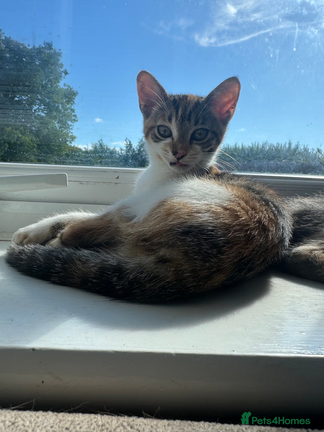 Domestic Shorthair cats for sale: 2 female cats  - Image 3