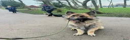 German Shepherd dogs for sale: Zeus 3yo Male GSD - Advert 2