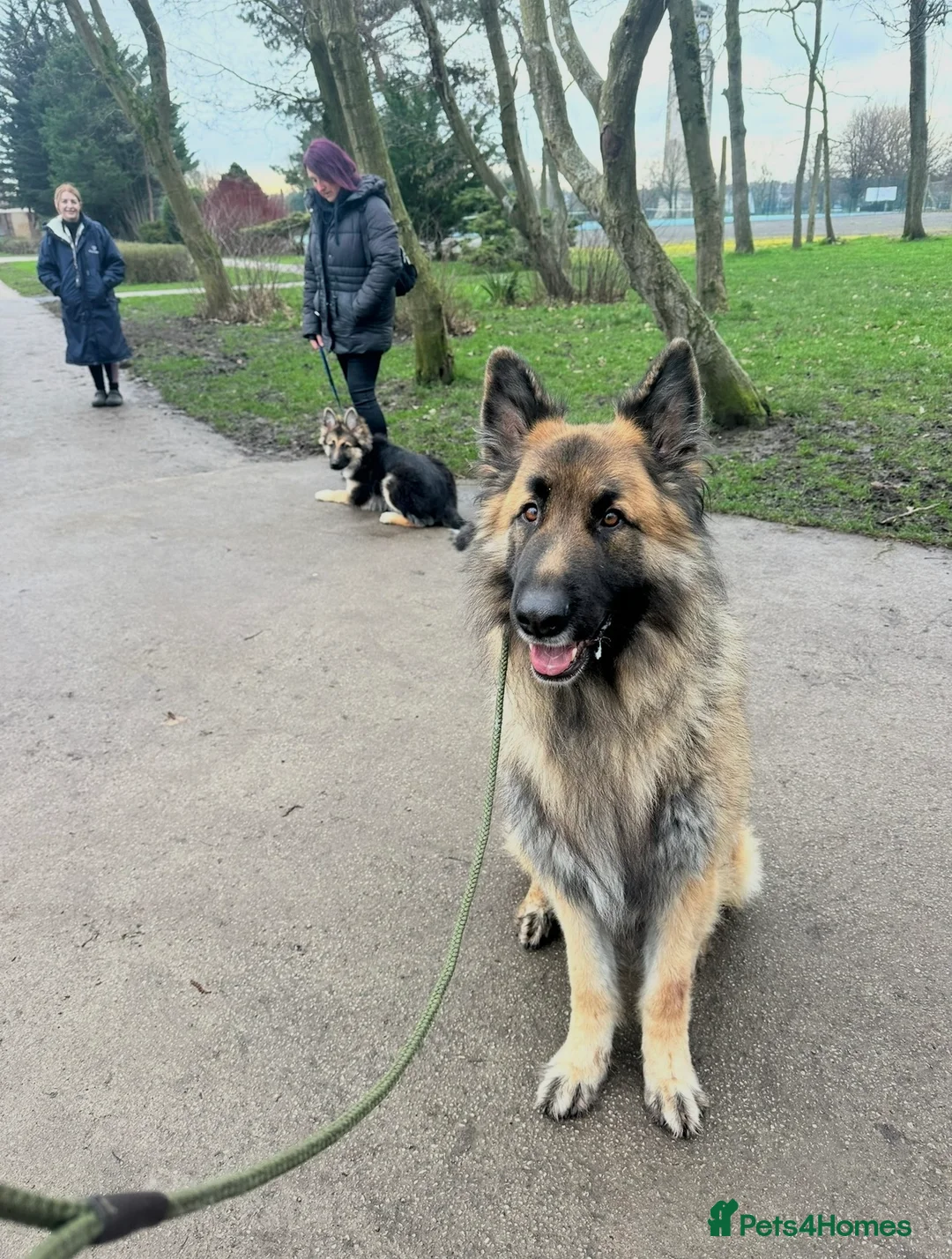 German Shepherd dogs for sale: Zeus 3yo Male GSD - Advert 2