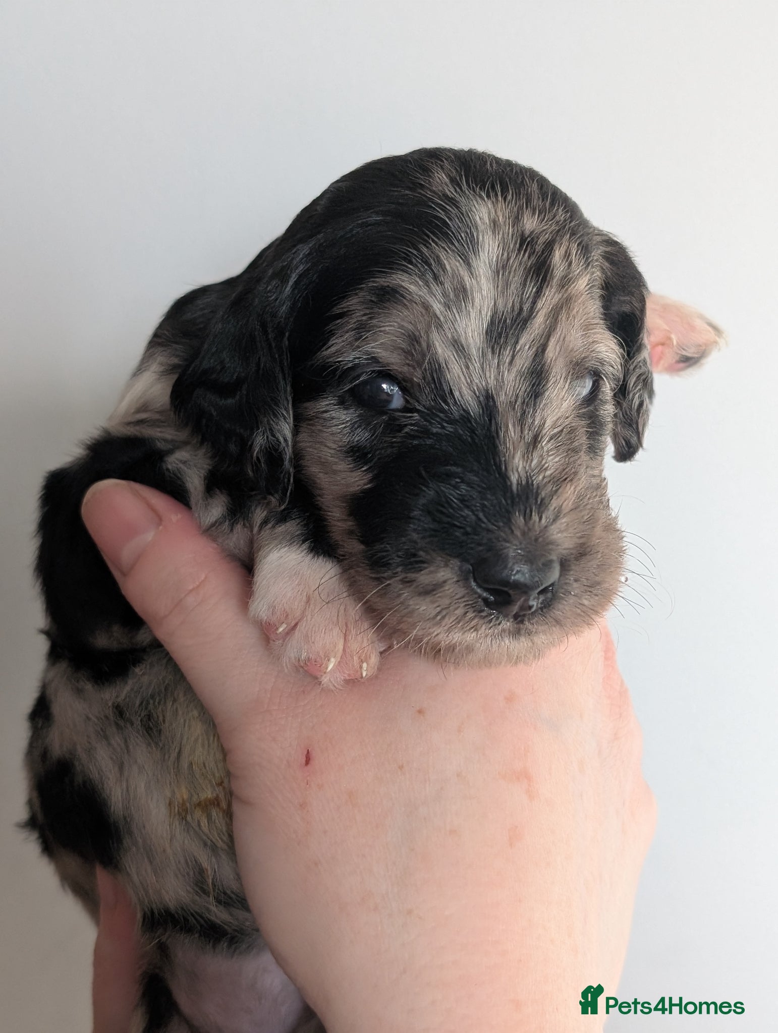 Labradoodle dogs for sale: Unique Labradoodles - Merle, Phantom, Black, Red - Advert 32