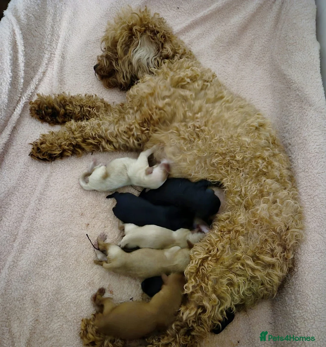 Cockapoo dogs for sale: 7 Cockapoo puppies - Advert 3