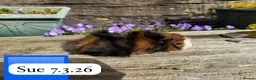 Guinea Pig rodents for sale: Gorgeous baby and young guinea pigs ready now - Advert 11