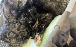 Ragdoll cats for sale: Half ragdolls looking for their forever home  - Image 2