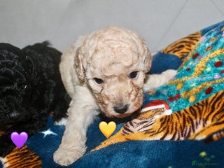 Cockapoo dogs Health tested Asian toy Cockapoo puppies - Advert 4