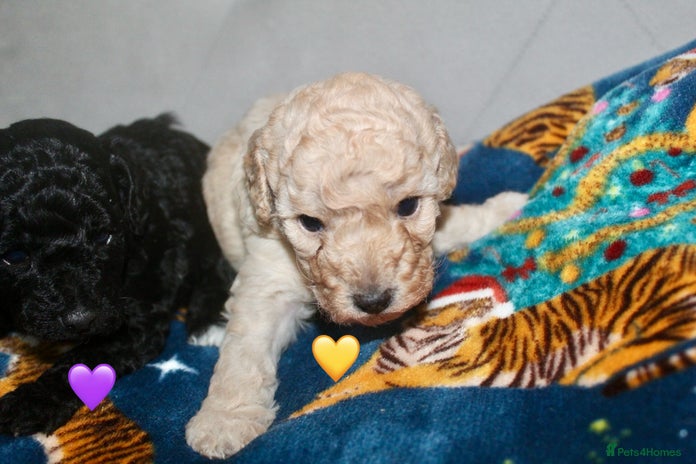 Cockapoo dogs Health tested Asian toy Cockapoo puppies - Advert 2