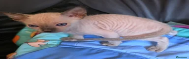 Sphynx 5