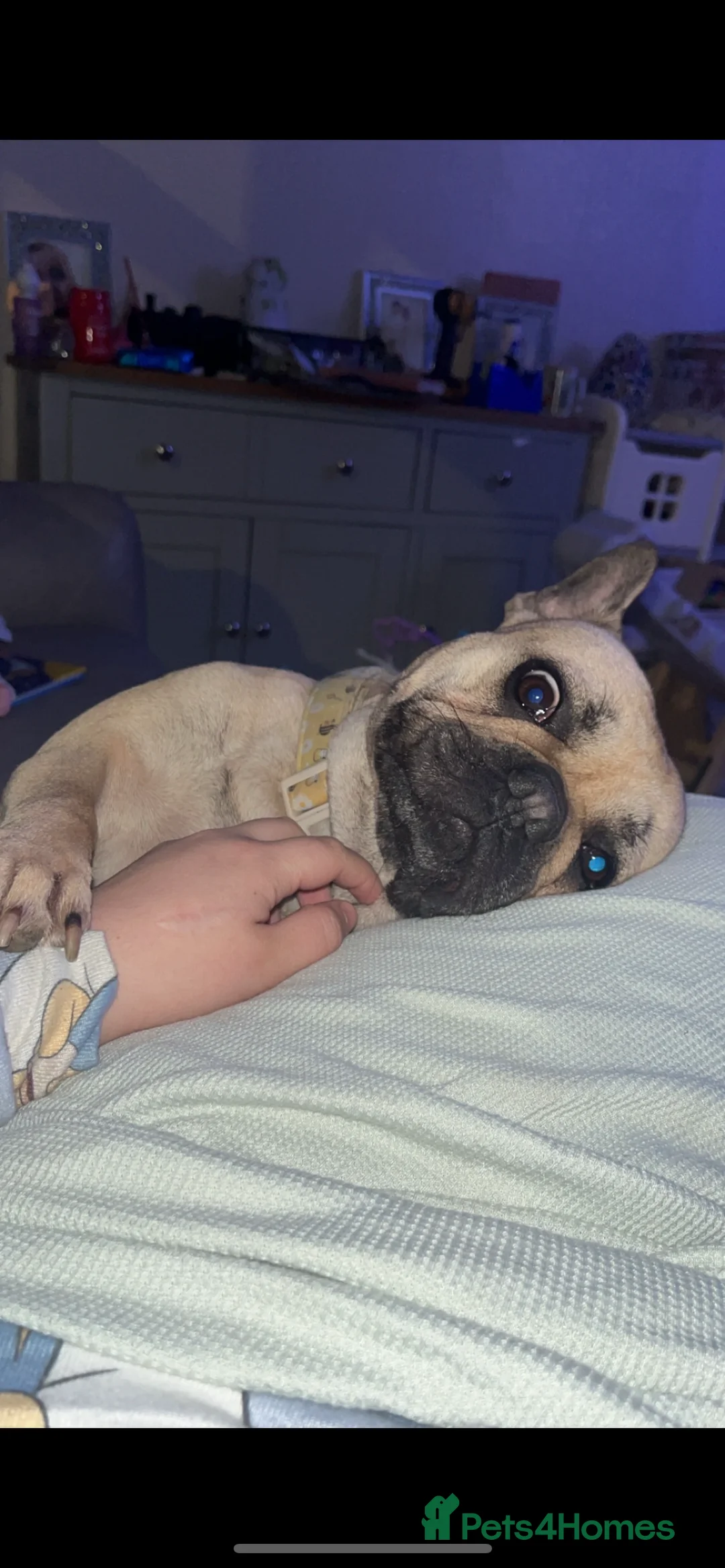 French Bulldog dogs for sale: Female French bulldog - Advert 5