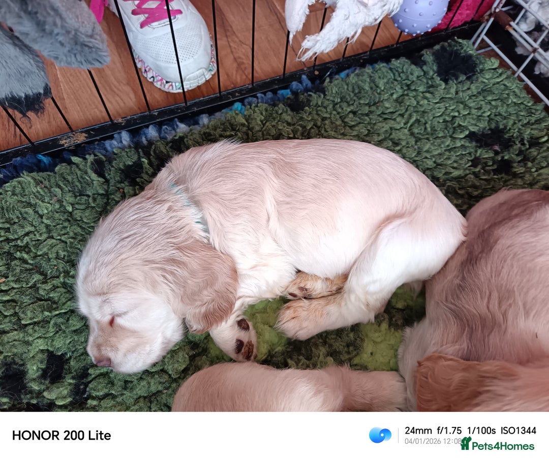 Cocker Spaniel dogs for sale: Show type Cocker Spaniel puppies - Advert 5