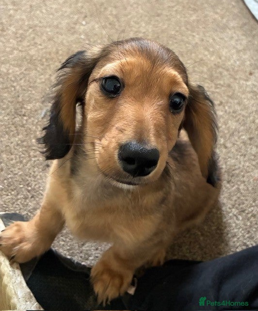 Miniature Dachshund dogs ⭐️⭐⭐️⭐️⭐️Last 1 Male Miniature Dachshund Left - Advert 2