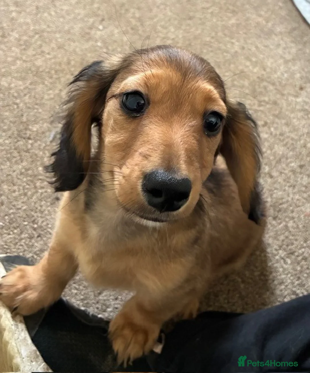 Miniature Dachshund dogs for sale: Last Male Miniature Dachshund Available Now - Advert 2