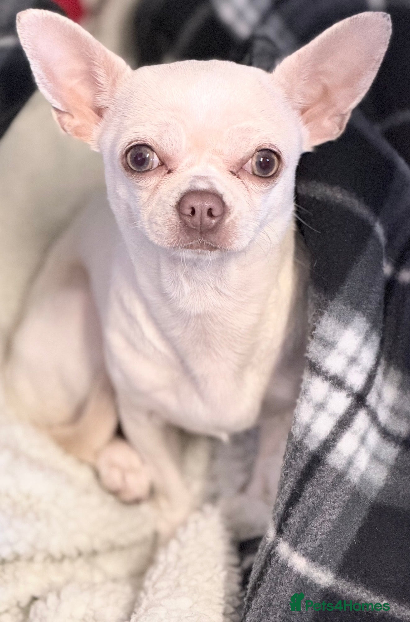 Chihuahua dogs Merle Chihuahua Puppy’s For Sale  - Advert 5