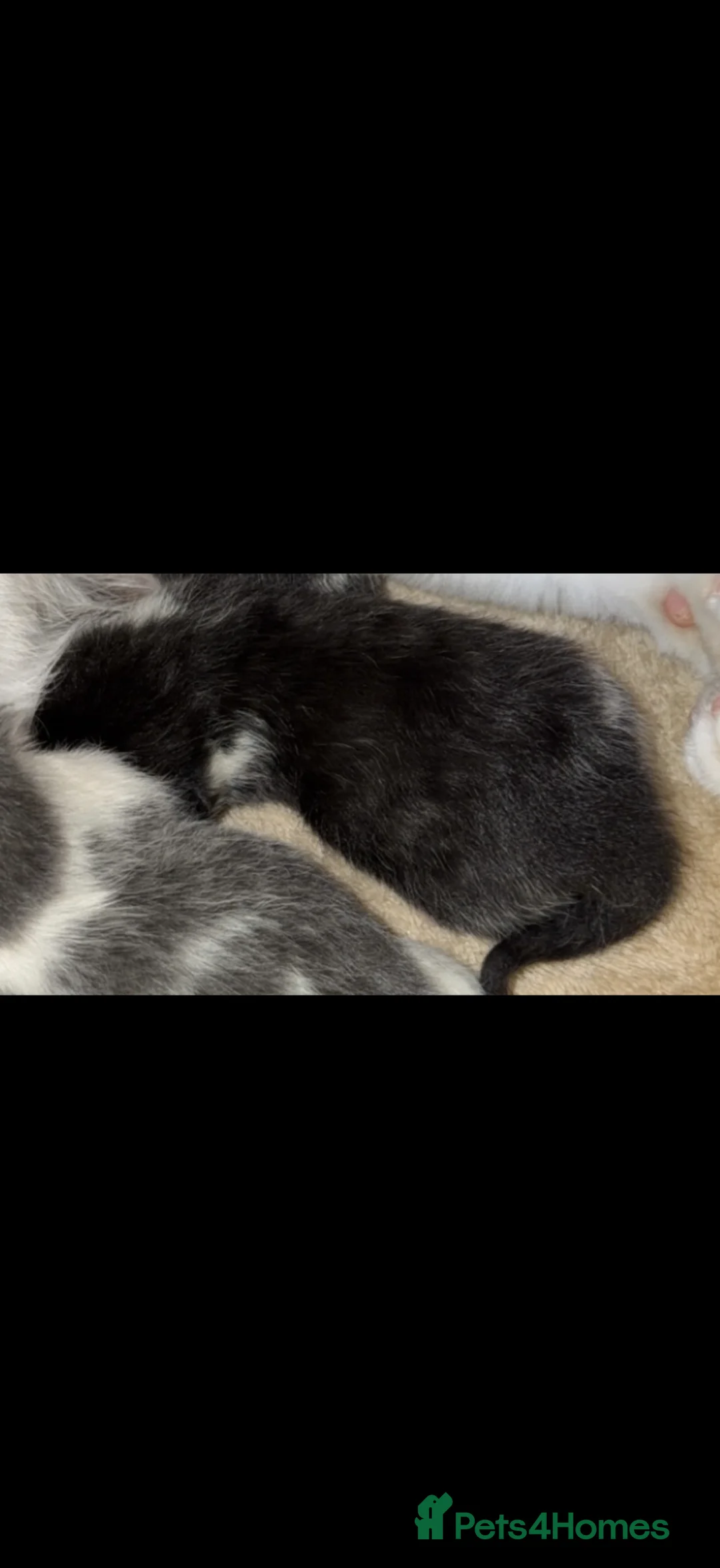 Mixed Breed cats for sale: Kittens for sale ready to leave on May 14th - Advert 2