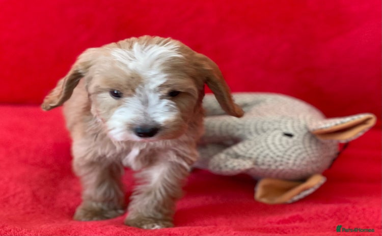 Cockapoo dogs - Advert 2