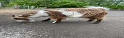 Goats livestock for sale: X3 Pygmy goats  in Chard - Advert 3