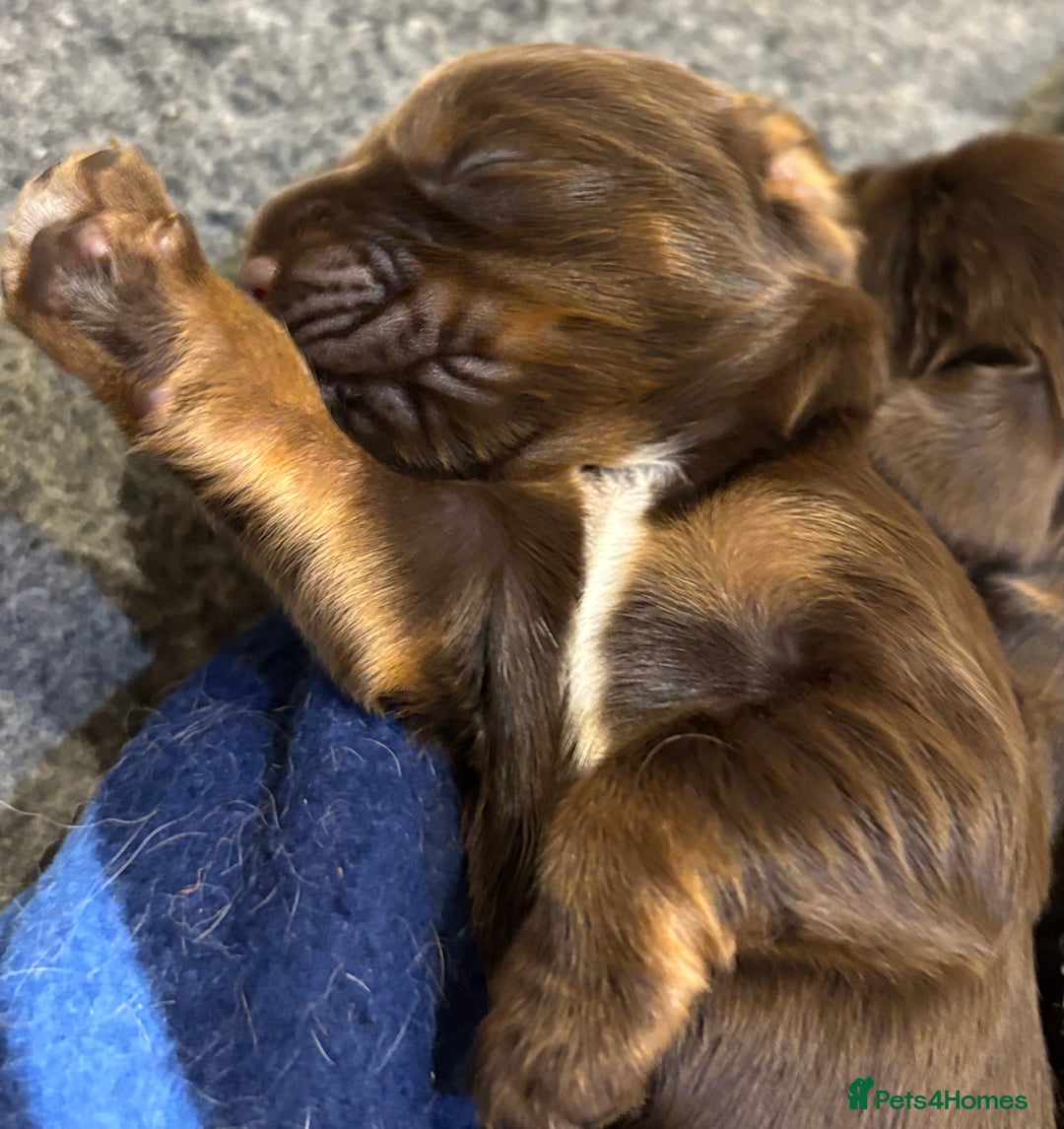 Cocker Spaniel dogs for sale: Show cocker spaniel puppies - Image 7