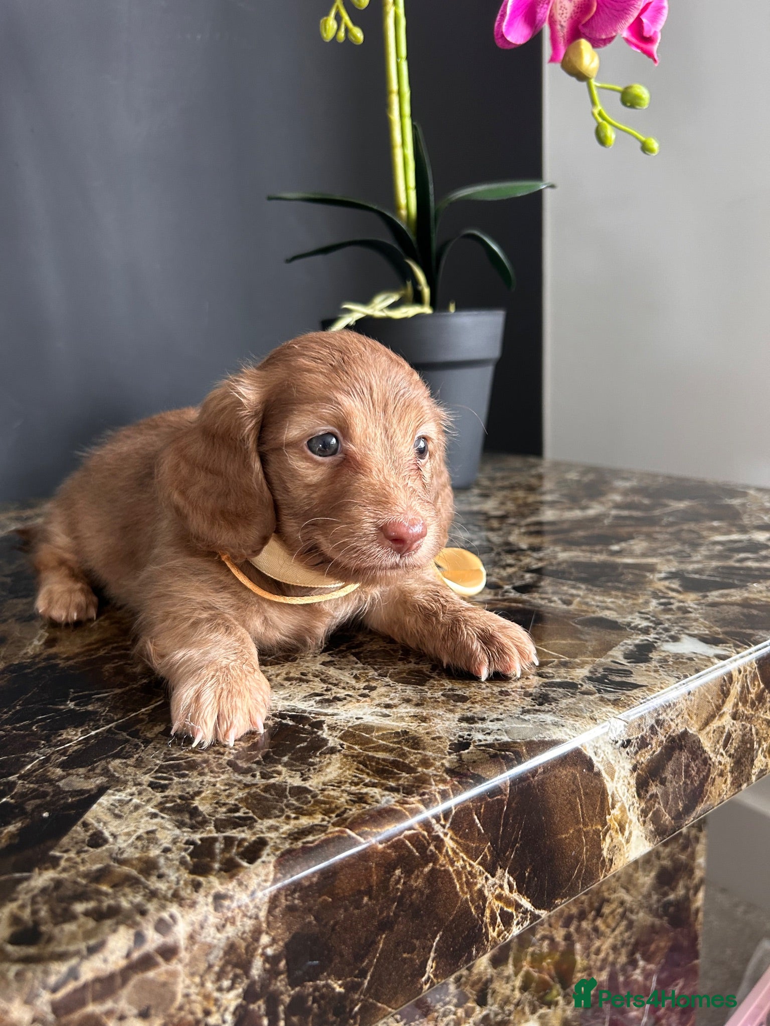 Miniature Dachshund dogs Chocolate & Cream Brindle  & Red Longhair  - Advert 13