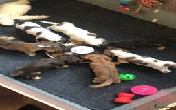 Cocker Spaniel dogs for stud: Show Cocker At Stud Highly Health Tested in Sandbach - Image 13