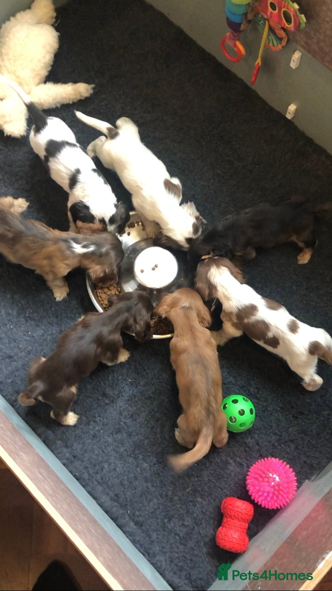 Cocker Spaniel dogs for stud: Show Cocker At Stud Highly Health Tested in Sandbach - Image 13