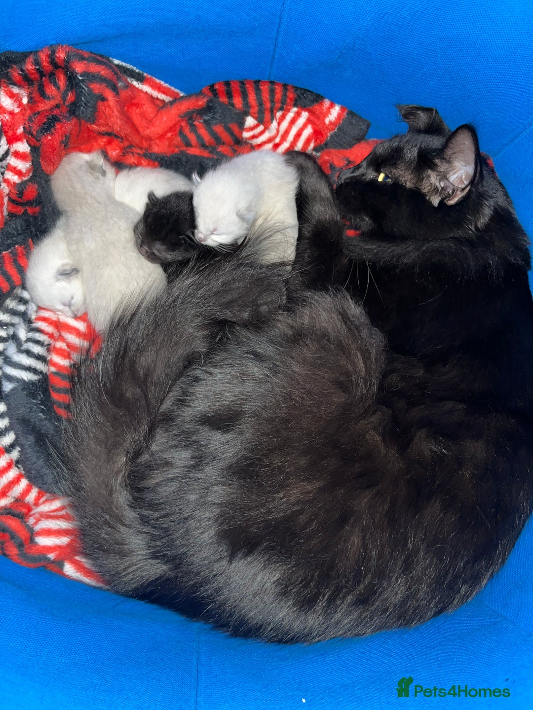 Ragamese cats for sale: Handsome little 8 week old boy. - Advert 2