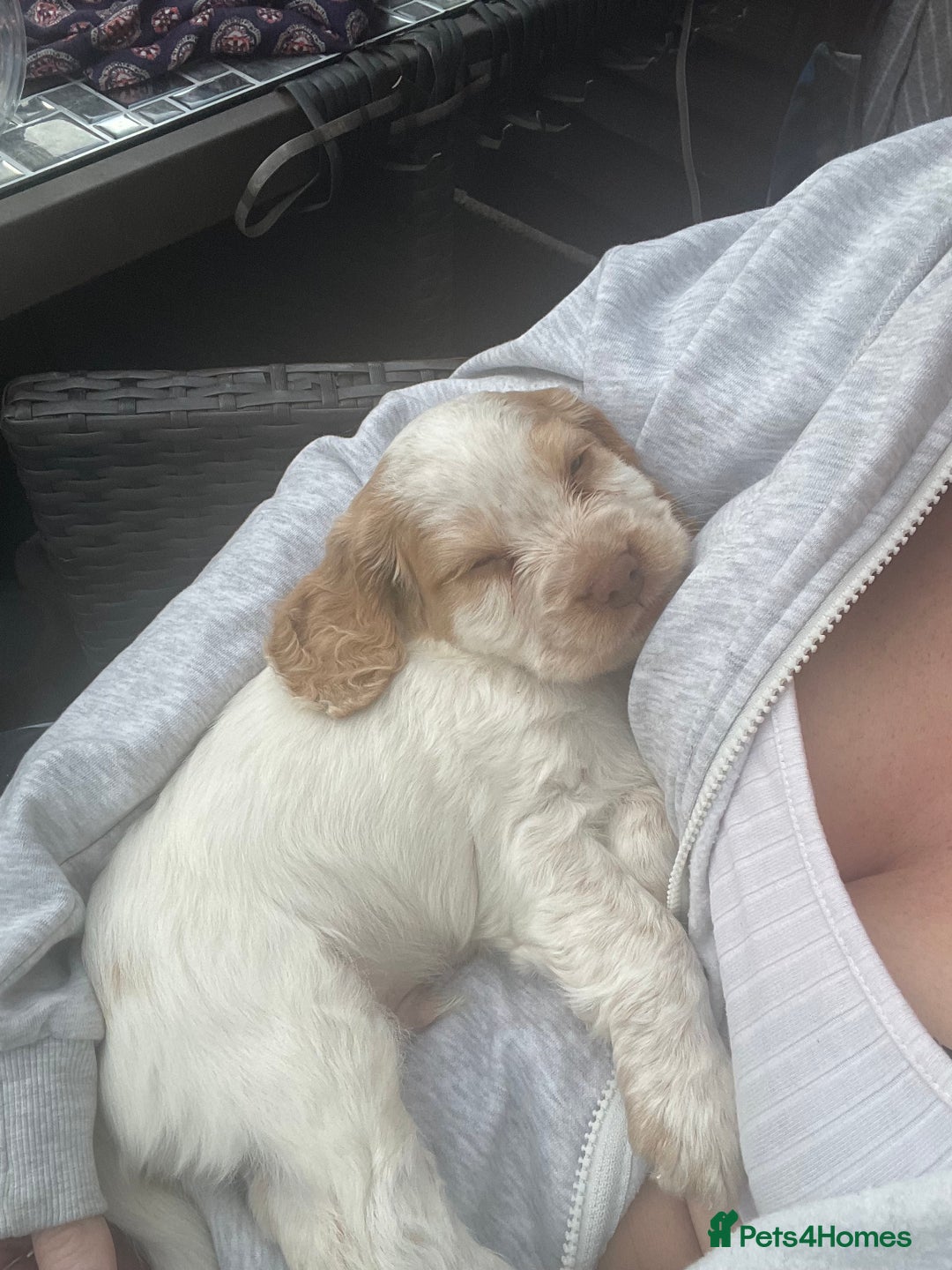 Cocker Spaniel dogs for sale: Puppies due 03/02/26 - Advert 11