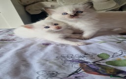 Ragdoll cats for sale: Gorgeous Ragdoll kittens , Ready now. - Image 8