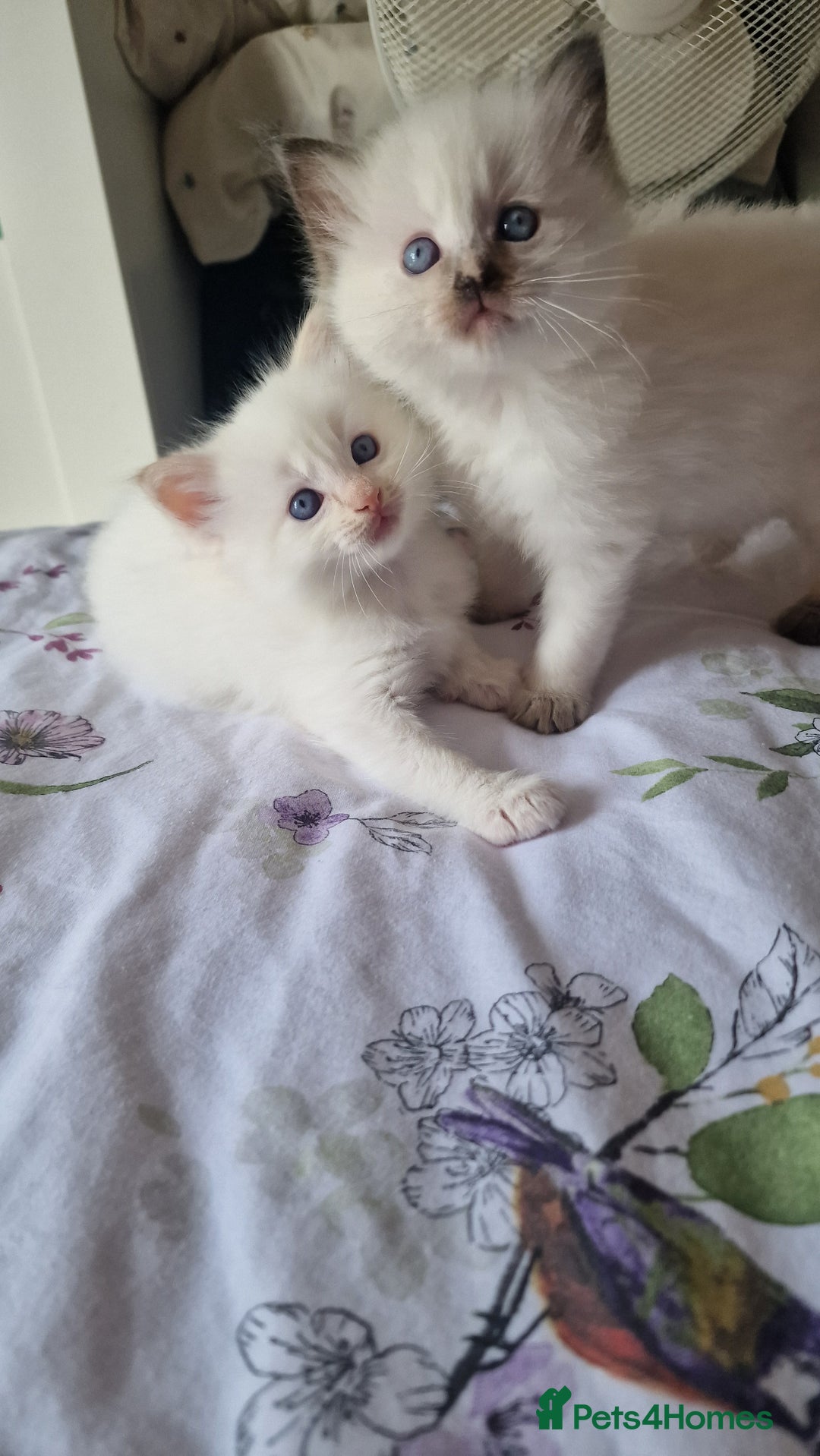 Ragdoll cats for sale: Gorgeous Ragdoll kittens , Ready now. - Image 8