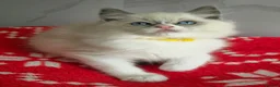 Ragdoll cats for sale: CHAMPION FATHER. GCCF KITTENS  - Advert 7