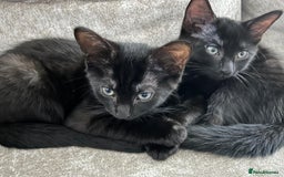 Domestic Shorthair cats for sale: 2 14-WeekOld Kittens Looking for Loving Homes - Image 3