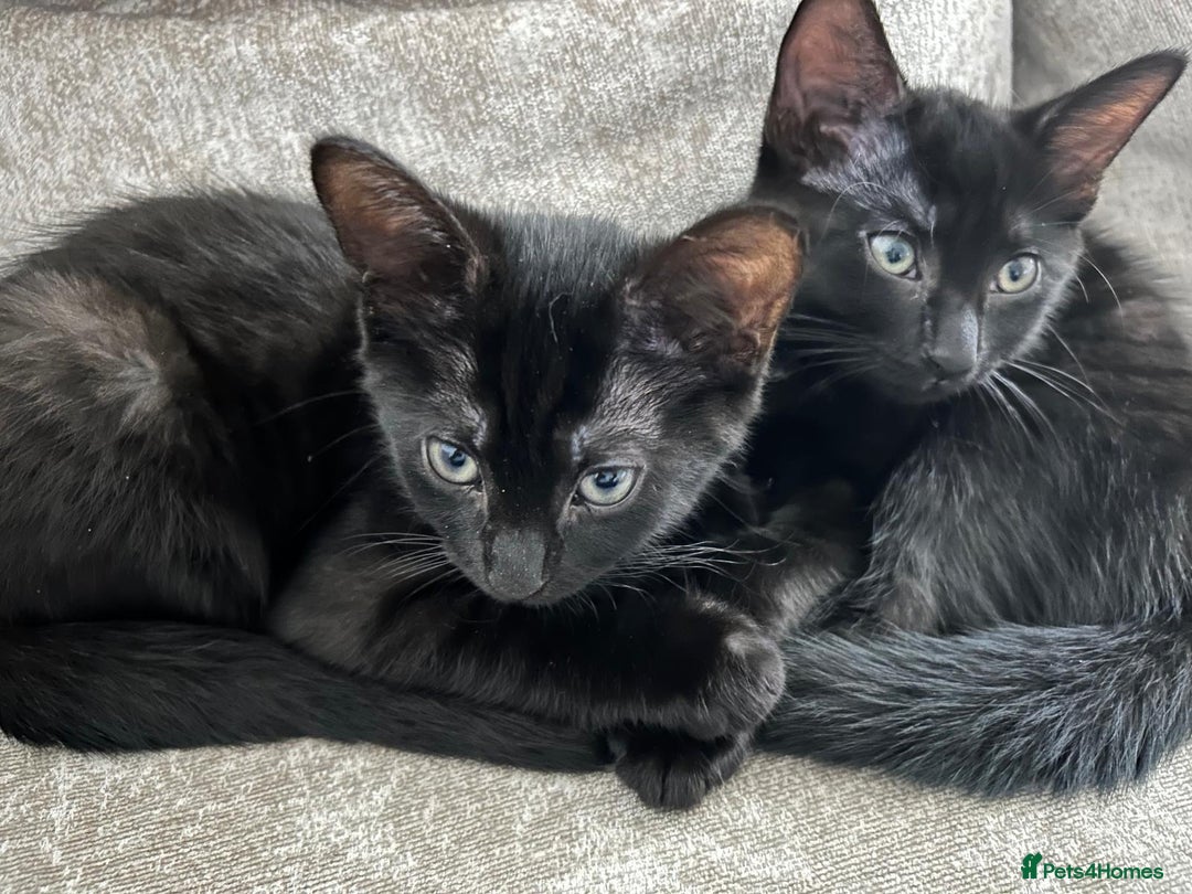 Domestic Shorthair cats for sale: 2 14-WeekOld Kittens Looking for Loving Homes - Image 3