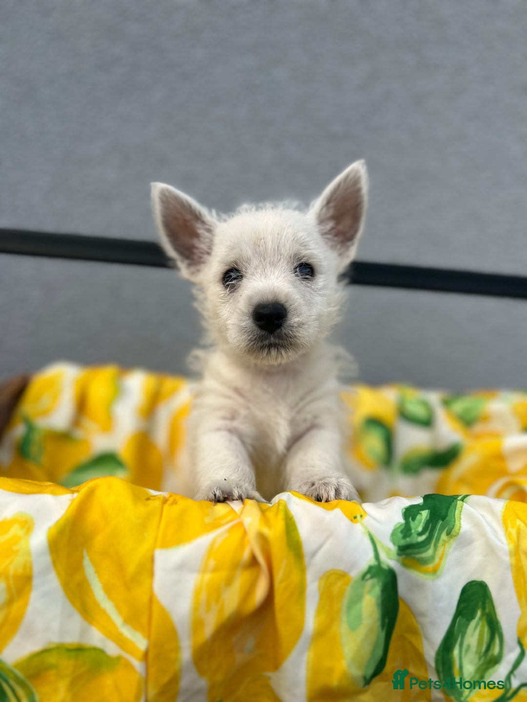 West Highland Terrier dogs for sale: West highland terrier puppies  - Image 16