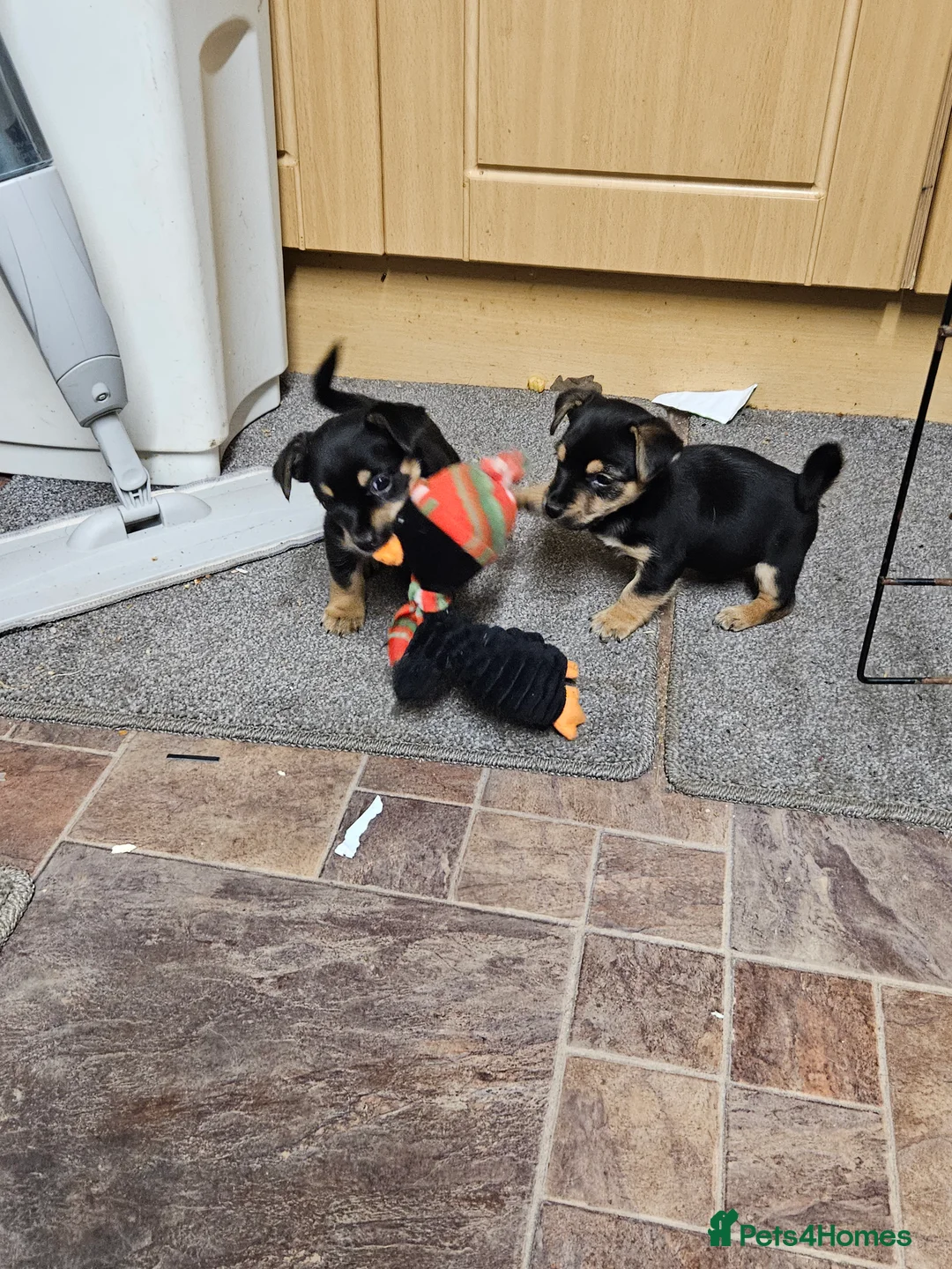 Jack Russell dogs for sale: Jack russle puppies  - Advert 2