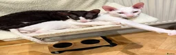 Cornish Rex cats for sale: 2 beautiful Cornish Rex boys - Advert 16