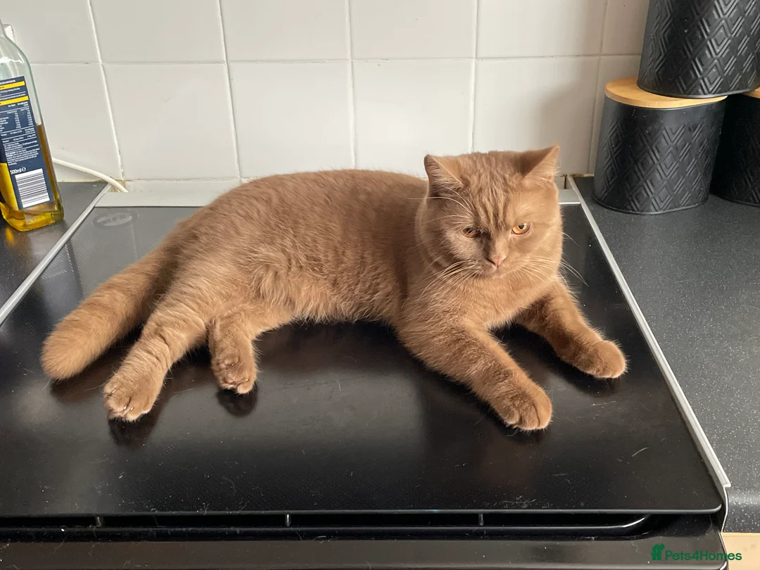 British Shorthair cats for sale: GCCF active Cinnamon Male - Advert 1