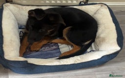 German Shepherd dogs for sale: Skylar - Image 6