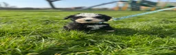 Sheepadoodle dogs for sale: Micro mini Sheepadoodles 1 littlegirlleft - Advert 11